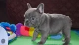 Male and female frenchies puppies