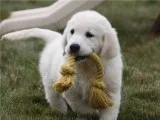 Golden retriever puppies