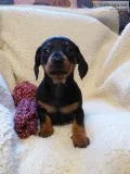 Dachshund puppies