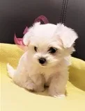 Teacup maltese puppies