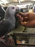 African grey