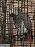Lovely african grey