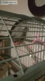 Pair of congo here african greys