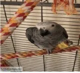 Talking female african grey
