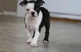 Boston terrier puppies