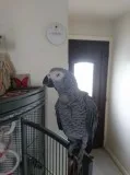 African gray parrot and cage