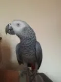 Very talkative african grey 