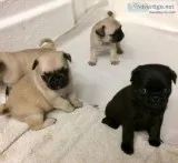 Pug puppies now ready