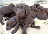 Akc registered labrador