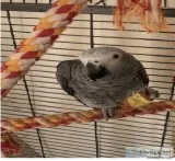 African grey parrot available
