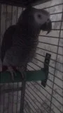 Male congo african grey