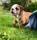 English bulldog puppies