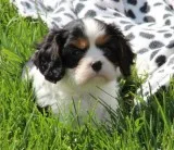 Cavalier king charles puppies