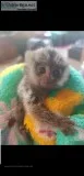 Marmoset monkeys pocket monkeys