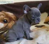 Mqa4 blue french bulldog pups for sale
