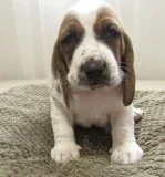 Qqvv2 basset hound puppies for sale