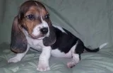 Qqw1 basset hound puppies for sale