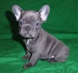 Mqa2 blue french bulldog pups for sale
