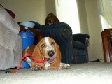 Aa4 basset hound puppies for sale 
