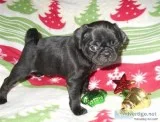 Mqa1 blue french bulldog pups for sale