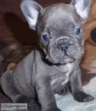 Mqa5 blue french bulldog pups for sale