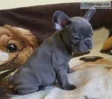 Mqa6 blue french bulldog pups for sale