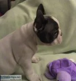Mqa7 blue french bulldog pups for sale