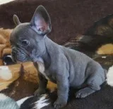 Mqa20 blue french bulldog pups for sale