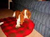 Aa1a basset hound puppies for sale 