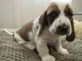 Aa3 basset hound puppies for sale 