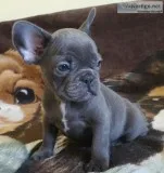 Mqa3 blue french bulldog pups for sale