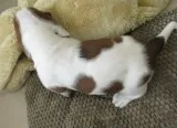 Aa1 basset hound puppies for sale 