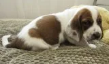 Aa2 basset hound puppies for sale 