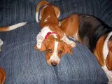 Aa1q basset hound puppies for sale 