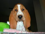 Aa1s basset hound puppies for sale 