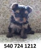 Xdhfg yorkshire terrier puppies for sale