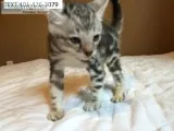 Dsr bengal sociable kittens m/f