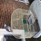 Hand rare africans grey parrots for sale