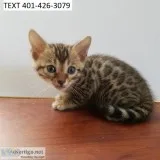 Mkg bengal kittens young m/f kittens