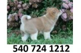 Srdyry shiba inu puppies for sale