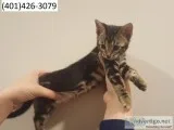 Ifc bengal charming kittens m/f ready