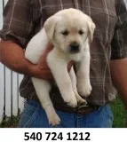 Dftu labrador retreiver puppies for sale