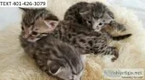 Pny bengal pretty kittens m/f ready