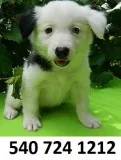 Cftyhr border collie puppies for sale