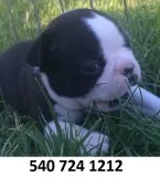 Dfffffff boston terrier puppies for sale