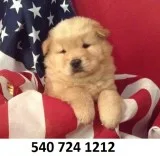Xdhfjrt chow chow puppies for sale