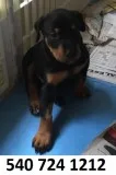 Fyht7 doberman pinscher puppies for sale