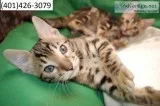 Buta bengal kittens beautiful m/f ready