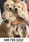Dryhk golden retriever puppies for sale