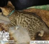 Vdt bengal kittens darling m/f ready